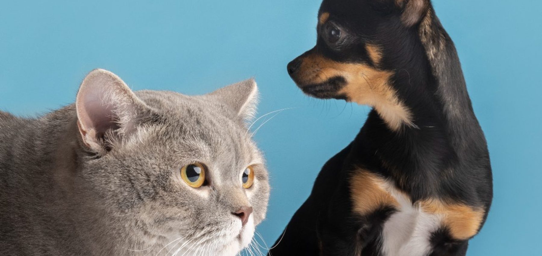 A cat and a small dog sitting together